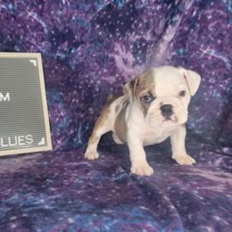 Prim - Red brindle and white female Bulldog puppy in Hillsdale County, Michigan from KZ Bullies LLC