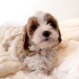 Bea - Blenheim female Cavapoo puppy in Redding, California from O’Hara  Doodles