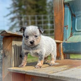 Grey collar - Blue speckled female Australian Cattle Dog puppy in Spokane, Washington from 4D Cattle Dogs