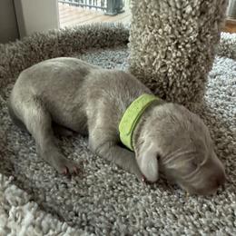 Green collar - Silver gray male Weimaraner puppy in Sauk Centre, Minnesota from Minnesota Weimaraners