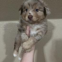 Apollo - male Miniature Australian Shepherd puppy in Weatherford, Texas from F & T Aussies