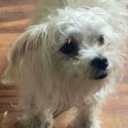 Nalea - Morkie