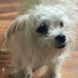 Nalea - Morkie