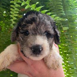 Mocha - Parti female Goldendoodle puppy in Orange Park, Florida from Evergrace Farm Doodles