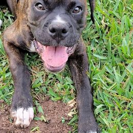 Boxer Puppies from Starlight Boxer Corner