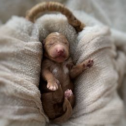 Brew - Red  male Goldendoodle puppy in Rio Linda, California from Plush Doodles