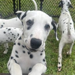 Light Blue Girl - White and black Dalmatian puppy in Lakeland, Florida from Ink Spot Canines