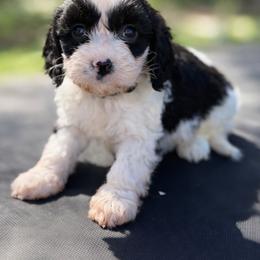 Finn - Black and white male Cavapoo puppy in Roseville, California from Lipscomb Doodles