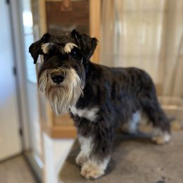 Ruthie - Miniature Schnauzer