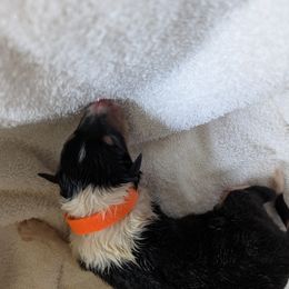 Collie Puppies from Jordan Creek Collies