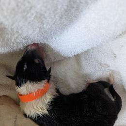 Collie Puppies from Jordan Creek Collies