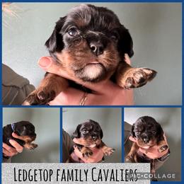 Blue - Black and tan male Cavalier King Charles Spaniel puppy in Greenleaf, Wisconsin from Ledgetop Family Cavaliers