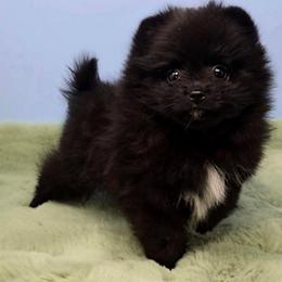 Stella - Black female Pomeranian puppy in Los Angeles, California from Pommies of LA