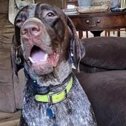 Copper - German Shorthaired Pointer
