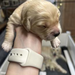Golden Retriever Puppies from Trillium Spring's Goldens