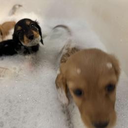 Basset Hound and Dachshund Puppies from V's Southern Angels
