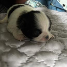 Girl 1 - White and black female Japanese Chin puppy in Connecticut from Lissette's pups chins and bullies