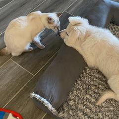 Berger Blanc Suisse Puppies from Absolute Dream White Swiss Shepherds