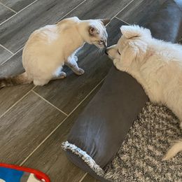 Berger Blanc Suisse Puppies from Absolute Dream White Swiss Shepherds