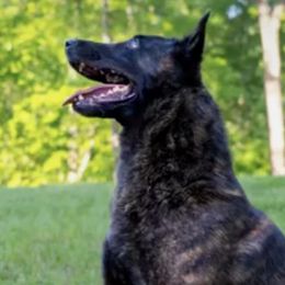 Belgian Malinois, Dutch Shepherds, and German Shepherds from Stay Wild K9