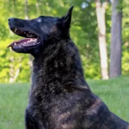 Belgian Malinois, Dutch Shepherds, and German Shepherds from Stay Wild K9