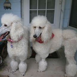 Poodle Puppies from Ocala Standard Poodles