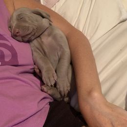 Weimaraner Puppies from Jennifer Anne's Weimaraners