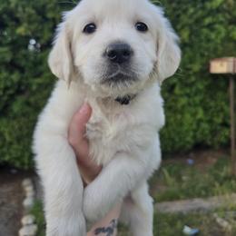 Watermelon - Light golden female Golden Retriever puppy in Pasco, Washington from Rodgers Retrievers