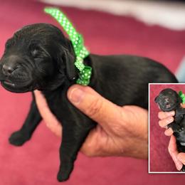 Mr. Green Collar - Black male Australian Labradoodle puppy in Wake Forest, North Carolina from Lucky Country Labradoodles