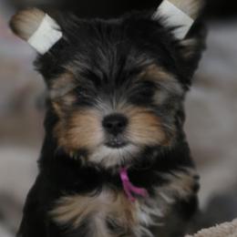 Pinky Girl - Black and gold female Yorkshire Terrier puppy in Lakeport, California from YORKIE BY THE LAKE
