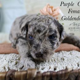 Purple collar - Merle female Goldendoodle puppy in Plattsburgh, New York from Adirondack Poodles Goldendoodles,Bernedoodles & Schnoodles