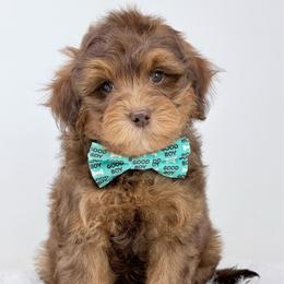 Roy - male Golden Mountain Doodle puppy in Fleming, Colorado from Vandenbark Doodles