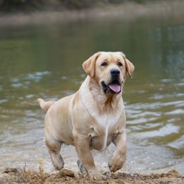 Graham - Labrador Retriever