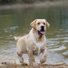 Graham - Labrador Retriever