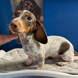 Plumeria - Dachshund