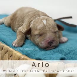 ARLO- Brown collar - Apricot male Goldendoodle puppy in Watertown, New York from True Friend Doodles