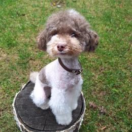 Reiki - Poodle