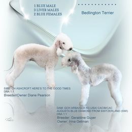 Bedlington Terrier puppies from Arkada Sirene Kennel
