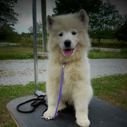 Samoyed Puppies from Rocking S Farm