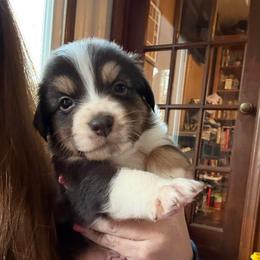 Venus - Black tri-color male Australian Shepherd puppy in Yadkinville, North Carolina from Gold Leaf Farm & Kennels