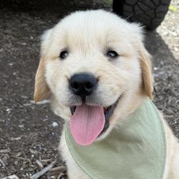 Golden Retrievers from Goldens