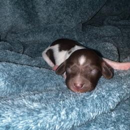 Annie - Piebald female Dachshund puppy in La Junta, Colorado from Royal King’s Mini Dachshunds
