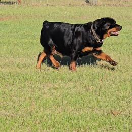 Rottweiler puppies from K&R RANCH KENNELS