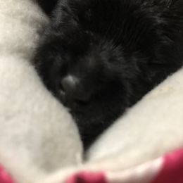 Miniature Schnauzer and Poodle Puppies from Bits & Bytes Farm