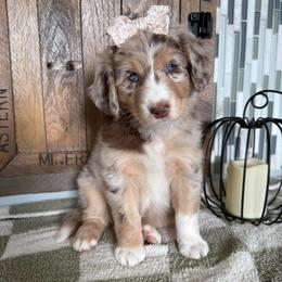 Hazel - Red merle female Aussiedoodle puppy in Buffalo, Illinois from Pear Tree Pups
