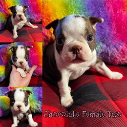 Boston Terrier Puppies from Heather's Boston Babies