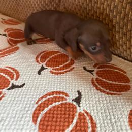 Rosey - Chocolate and tan female Dachshund puppy in Nashville, Georgia from Riverside Dachshund