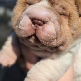 Ruffnut - Red female Chinese Shar-Pei puppy in Salem, Ohio from WrinkleMonsters