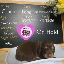 Chica - Chocolate and cream female Dachshund puppy in Hoquiam, Washington from Heyd's Mini Dachshunds