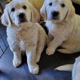 Golden Retriever Puppies from Hoekema Homestead Goldens